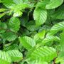 Hedging Screen - Carpinus Betulus - 1200mm x 1550mm