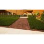 Clay Paving - 210mm x 100mm x 50mm Dorset Antique